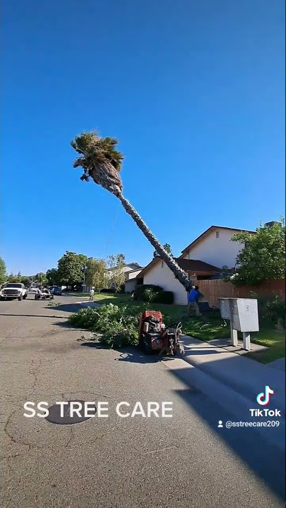 Removing a palm tree