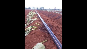 DÂY NHỎ GIỌT CHO KHOAI LANG VÀ CÂY NGẮN NGÀY GIÁ RẺ