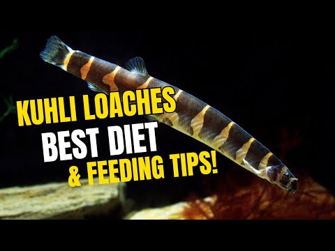 Watch This Kuhli Loach Explore Its Habitat