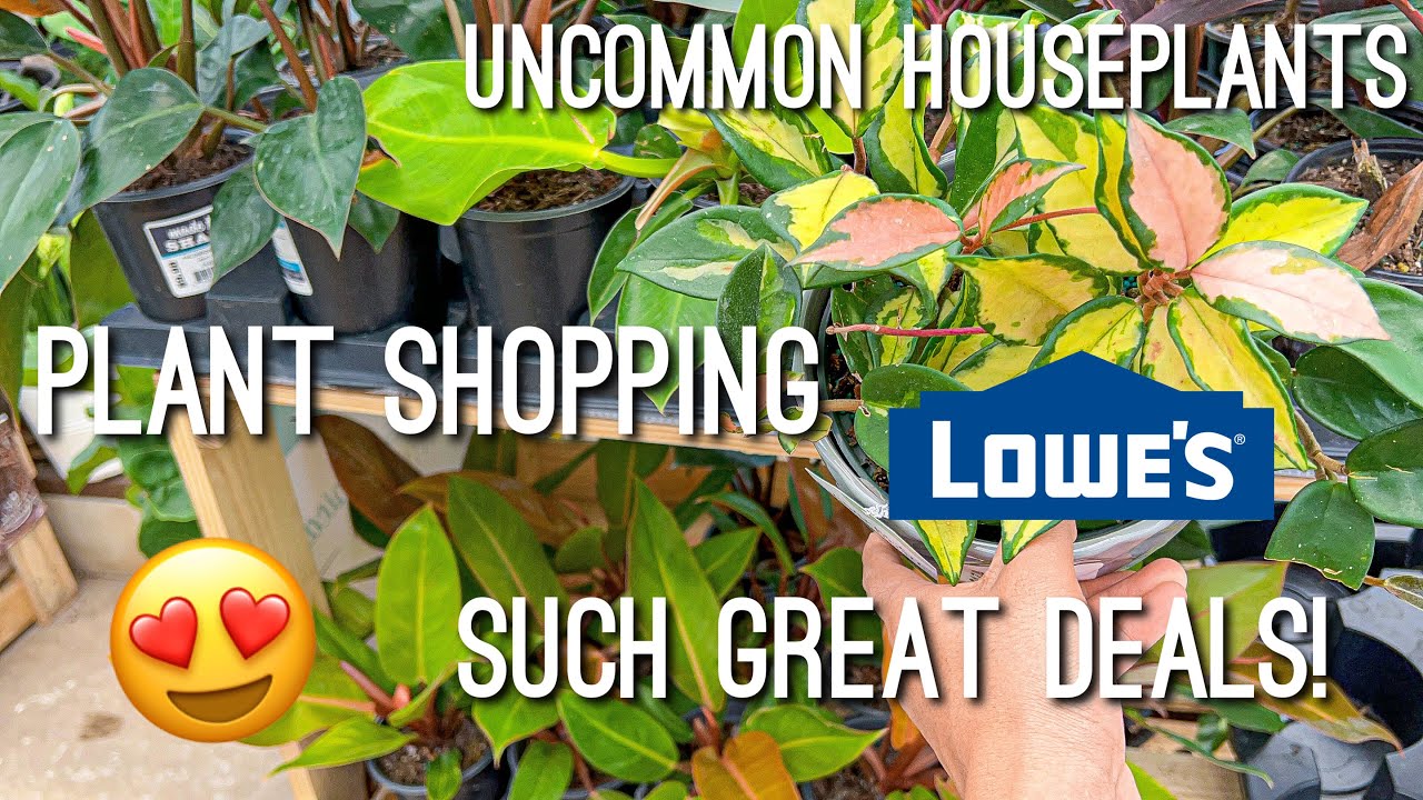 Cheap Uncommon Houseplants! Plant shopping at Lowe’s big box store! Shop with me! 🪴📦