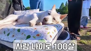 Can you still adopt a puppy after watching this video before it's adopted? [ENG SUB]