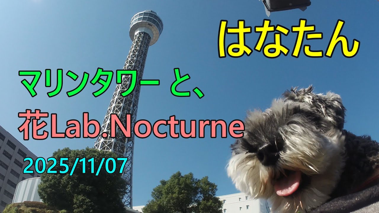 横浜 マリンタワーと花Lab.Nocturne(ワンちゃん店内OK)