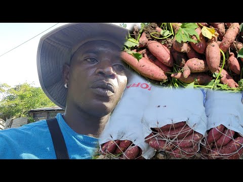 reaping 315 lb of potato off the farm it's a blessing