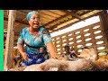 Viande de brousse extrme  les marchs danimaux sauvages du nigria 