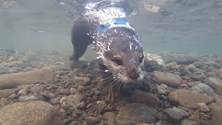 The otter is full of energy from the morning [Otter life Day 110] カワウソは朝から元気いっぱい