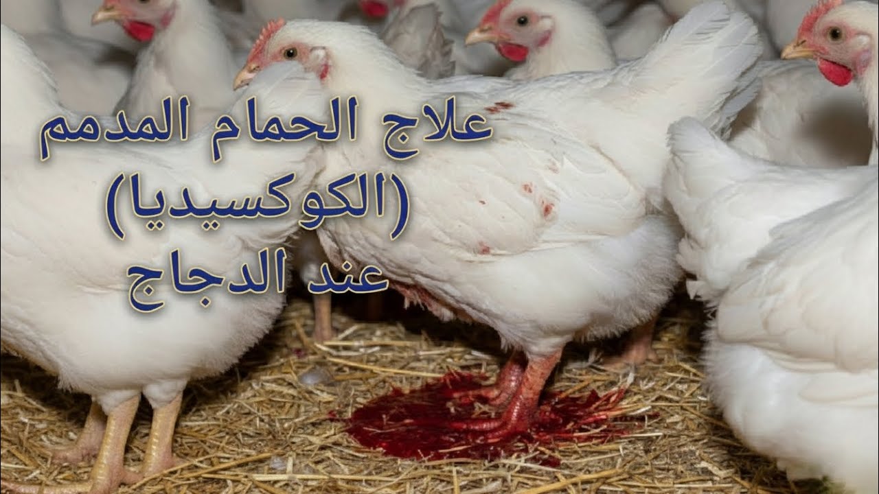  قضيت على الكوكسيديا (الحمام المدمم) في يومين؟ علاج مجرب ومضمون
