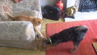 When Florence the Airedale met Fizz!