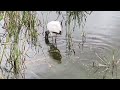 Wood stork snacking