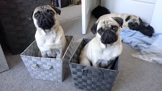 Weekly Vlog #17 | Beds and Boxes!
What a weird and busy week! A few more additions to the house and weve attracted some unwanted guests .. 3 pugs is enough animals for 1 house ..
Give us a thumbs up if you enjoyed the video and Subscribe if youre not already!
Instagram - https://www.instagram.com/thatpugpablo/
Parents channel -https://www.youtube.com/channel/UC1NnPYTFhVZtFt4oPXFdsnw
Licence;
Intro/Outro Music;
Get Outside! - Jason Farnham: https://youtu.be/x1T6QFpd0J4 Weekly Vlog #17 | Beds and Boxes!