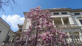 Budapest 4K - Magnolias on Andrássy út