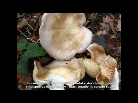 Vidéo: Entolome toxique : photo et description du champignon