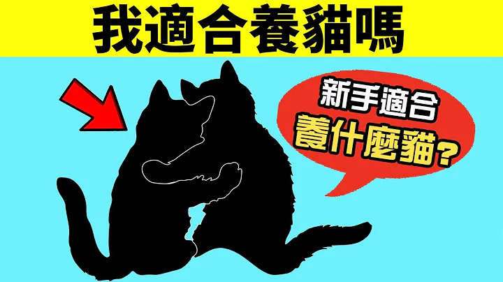 我适合养猫吗？新手适合养什么猫？看完你就知道了！【养猫必看EP10】 - 天天要闻