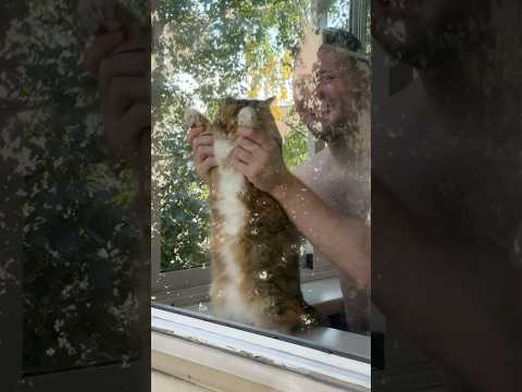 Кошки,котики,кот,милые кошки #cat #catvideos #catlovers #catshorts #catmemes #кошки #котики #cats