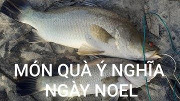 Barramundi Fishing || Câu cá chẽm huyện Cần Giờ || Thiên Nhiên Muôn Loài