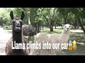 Llama Climbs Into Our Car😱😂(Wildlife Bayou Vlog
