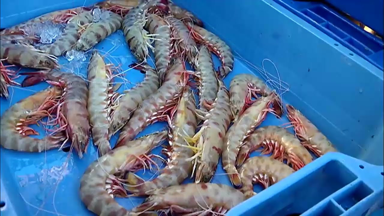 Los Reyes del Golfo, Sanlúcar de Barrameda, Cádiz