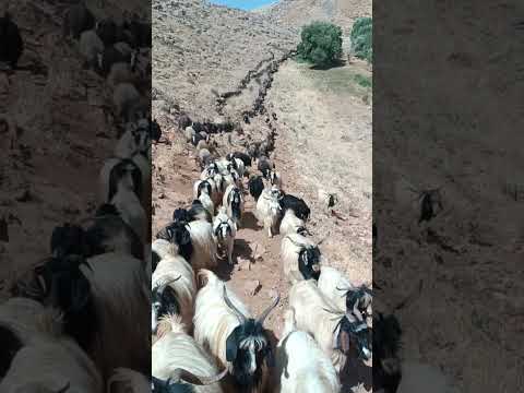 ایران استان آذربایجان غربی مهاباد