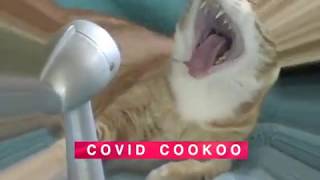 Keyboard Cat Covid Cukoo!
