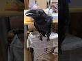 超おしゃべりカラス おはようご飯! #カラス #crow #corvus #保護カラス #おしゃべり #賢い #intelligence #おはよう #会話