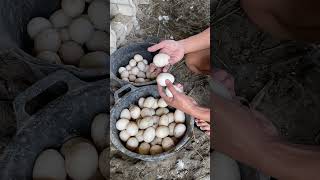 Panen Telur Entok Jumbo kandangkpr duck entok