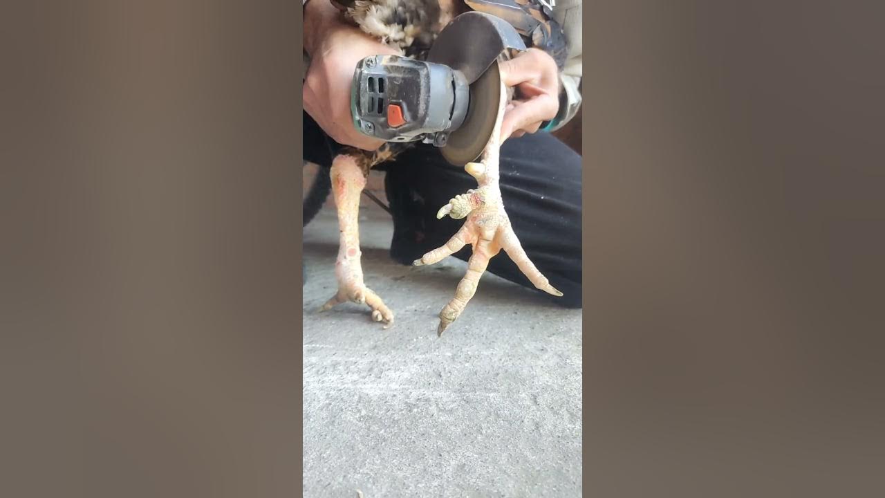 Chubby yalangoch jojalar fotosuratlar