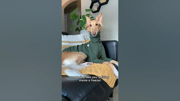 six signs you’re a worm, part 2 #dogsofyoutube #dog #borzoi #petshorts #voiceover #silkenwindhound