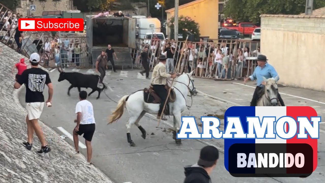 Taureaux jeunes pour la Bandido ➡️ Aramon 👍🏼 Manade LABOURAYRE & VITOU le 06/09/2025