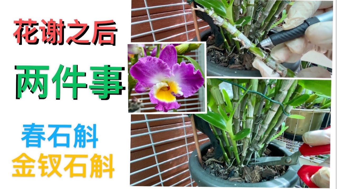 【21363】「花谢之后」两件事，春石斛/金钗石斛，实例 // 静姐说花817 /Dendrobium nobile