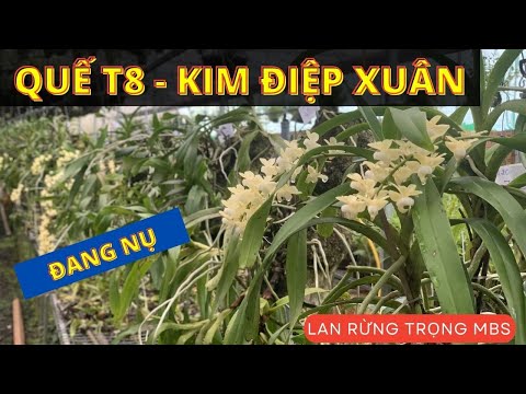 Video Quế trắng đang nụ, và vài tác phẩm hoa lan đẹp | 039... - youtube
