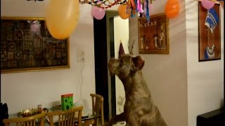 Best Dog Birthday SURPRISE Ever!! Watch till the end!! Viral Video on Facebook Page !!