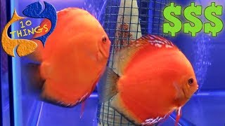 Make Money With Fish? 10 Things You Should Know About Breeding FISH For Profit