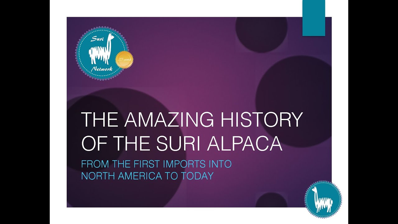 The Amazing History of the Suri Alpaca