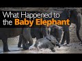 Injured Baby Elephant Rescued by Mother | Wild SB | 母亲救出一头受伤的小象 | ลูกช้างที่ได้รับบาดเจ็บ