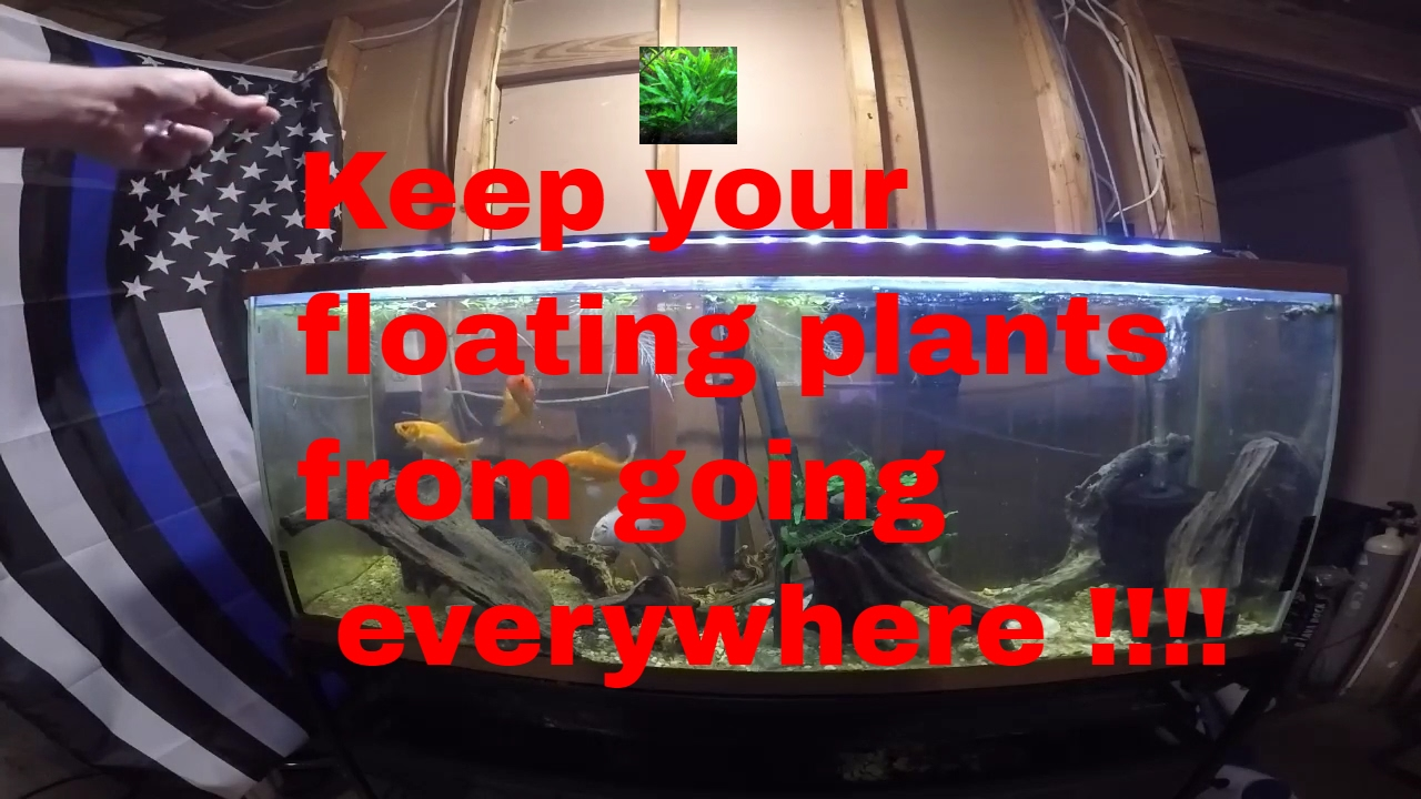 Tired Of Floating Aquarium Plants Going Everywhere? Try This!! Easy Floating Plant Containment