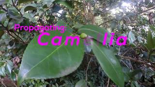 How To Propagate Camellia By Cuttings. Pink Camellia Sasanqua.