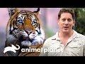 Tigre con ojos prostéticos es revisado por oftalmóloga | Los Irwin | Animal Planet