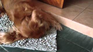 Everyday greeting by my dog (cocker spaniel) by Leonard Jonathan Oh (Leonard Jonathan) 3,079 views 11 years ago 51 seconds