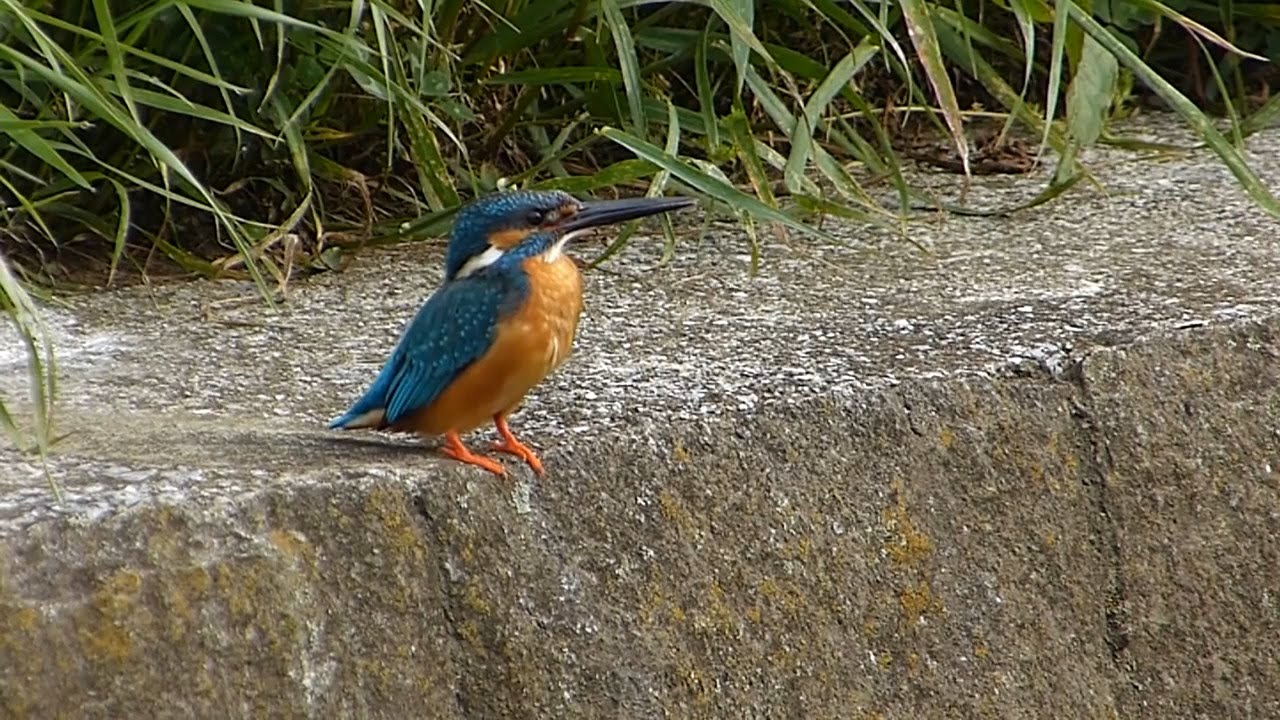 カワセミの鳴き声 学名 Alcedo Atthis Youtube