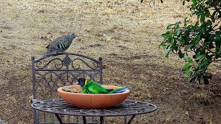 Australian Ringneck Parrot and Bronzewing Pigeon Competing for Bird Bath by Wildlife In The Hills 87 views 1 month ago 2 minutes, 36 seconds