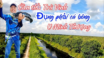 Câu cá lóc bông_những pha kéo cá đầy kịch tính/#câu rừng U Minh Thượng @huukhuynhkiengiang (tập 95)