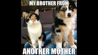 funny cat videos ever seen - don't miss the funniest videos ever! - funny cat compilation
