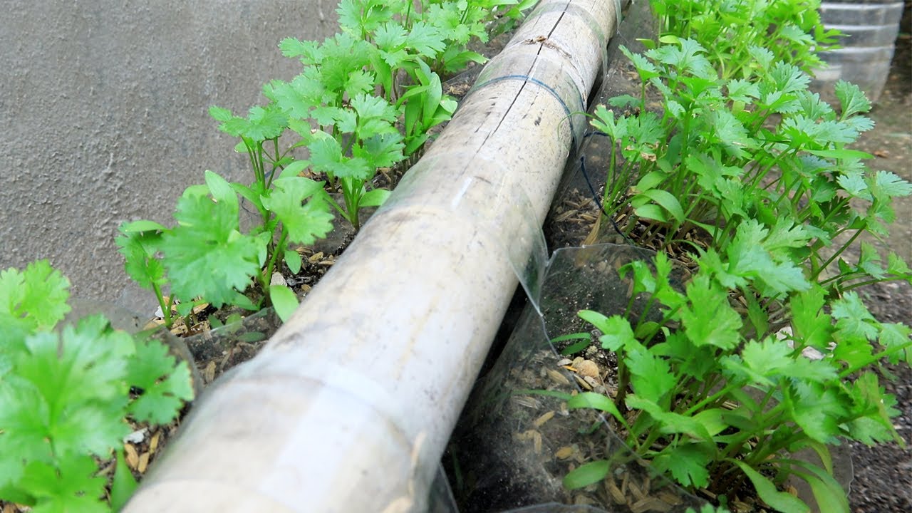 How to grow coriander in plastic bottles at home, extremely easy to do