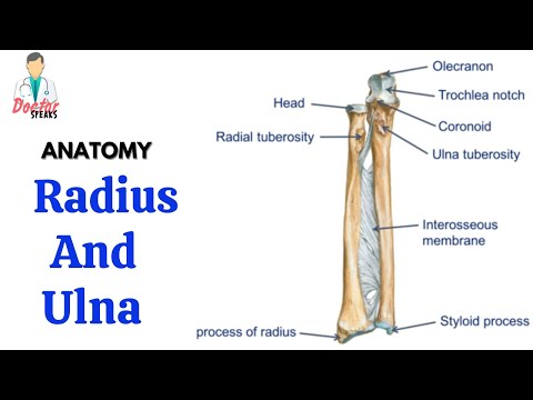 Anatomy | Bones of the Forearm - Radius and Ulna