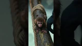 Deep in a tropical rainforest after a landslide  a baby monkey is trapped on a broken tree surrounde