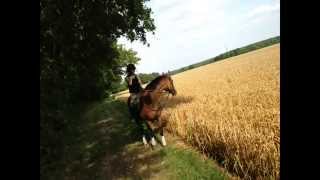 Out hacking with Blue on Braishfield manor