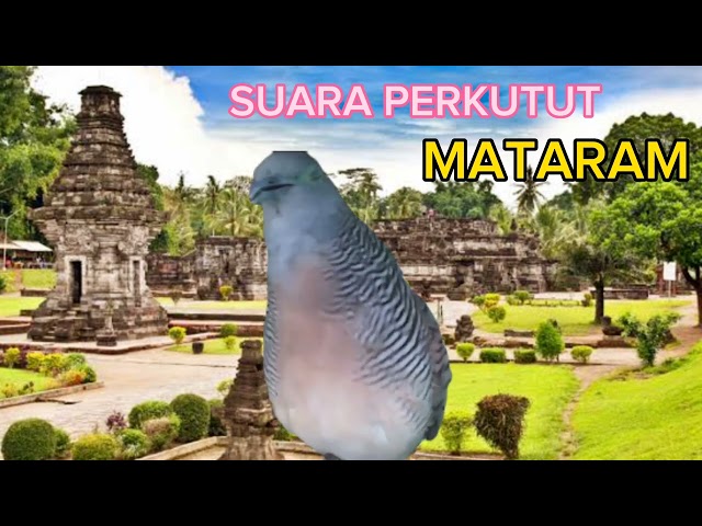 SUARA PERKUTUT MATARAM COCOK UNTUK PANCINGAN ‼️ class=