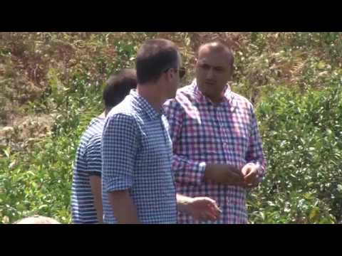 ჩაის რეაბილიტაციის პროგრამა