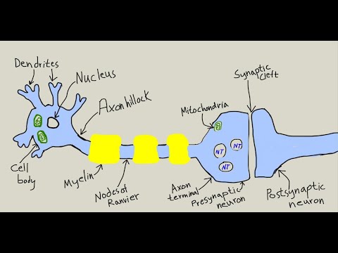 Brain neurons part 1, neurotransmitters and normal synapses, serotonin, dopamine, glutamate