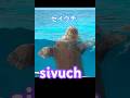 じわじわハマってる、セイウチさん。推します #aquarium #セイウチ #セイウチショー #sivuch#art #animals #動物 #海洋 #海洋生物 #海の生き物 #海 #sea#推し