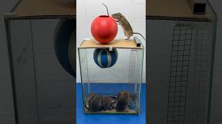 Stupid Mouse Trap Idea Using Plastic Balls // Mouse Trap 2 #Rattrap #Rat #Mousetrap #Shorts